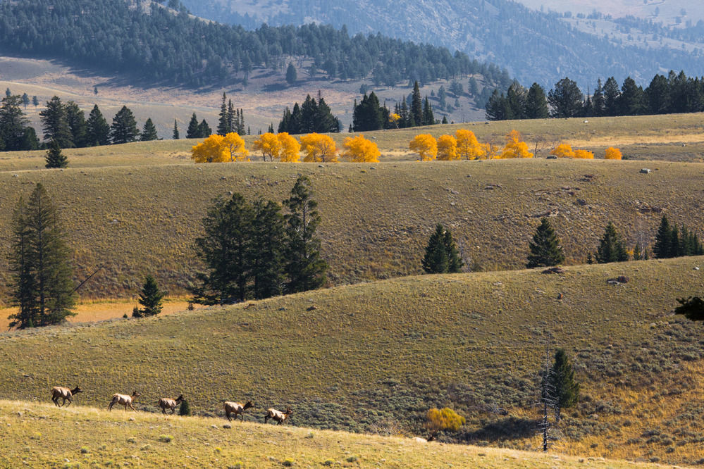 Scattering elk